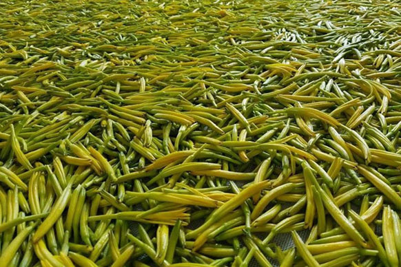 無硫金針菜烘干如何保持品相？不發(fā)黑？