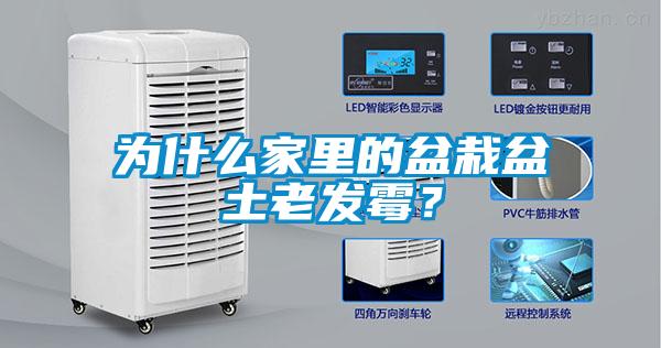 為什么家里的盆栽盆土老發(fā)霉？