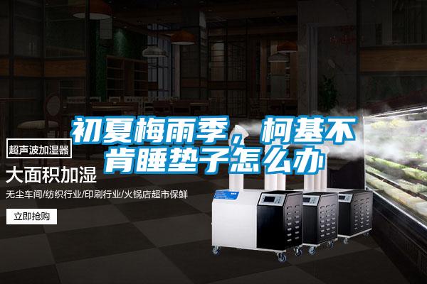 初夏梅雨季，柯基不肯睡墊子怎么辦