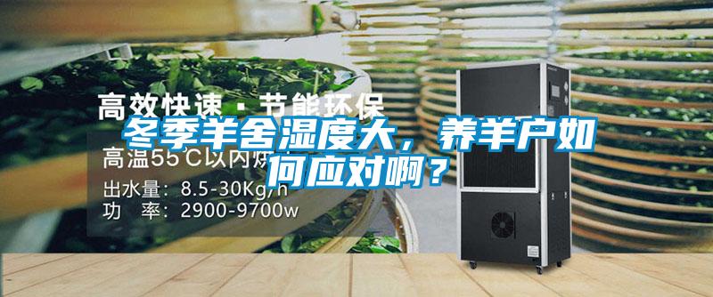 冬季羊舍濕度大，養(yǎng)羊戶如何應(yīng)對啊？