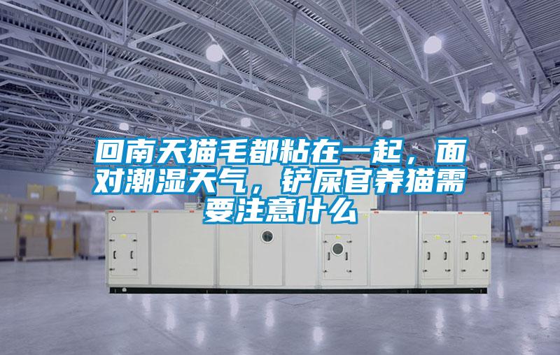 回南天貓毛都粘在一起，面對潮濕天氣，鏟屎官養(yǎng)貓需要注意什么