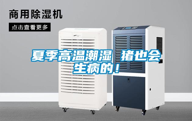 夏季高溫潮濕 豬也會(huì)生病的！