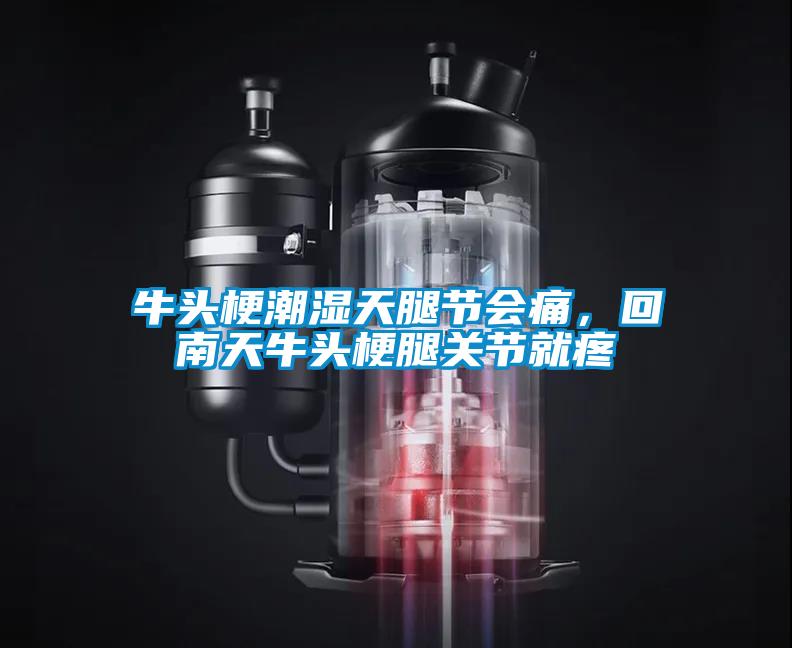 牛頭梗潮濕天腿節(jié)會(huì)痛，回南天牛頭梗腿關(guān)節(jié)就疼