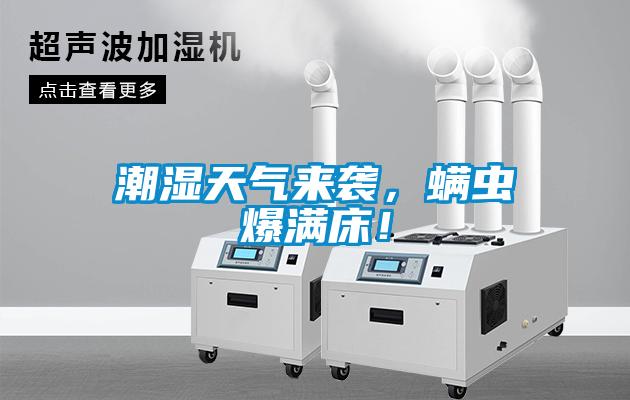 潮濕天氣來襲，螨蟲爆滿床！